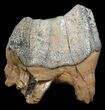 Extinct Rhino (Stephanorhinus) Upper Molar - Germany #45373-2